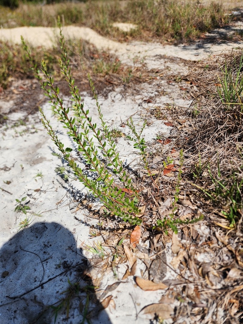 Nodding Pinweed