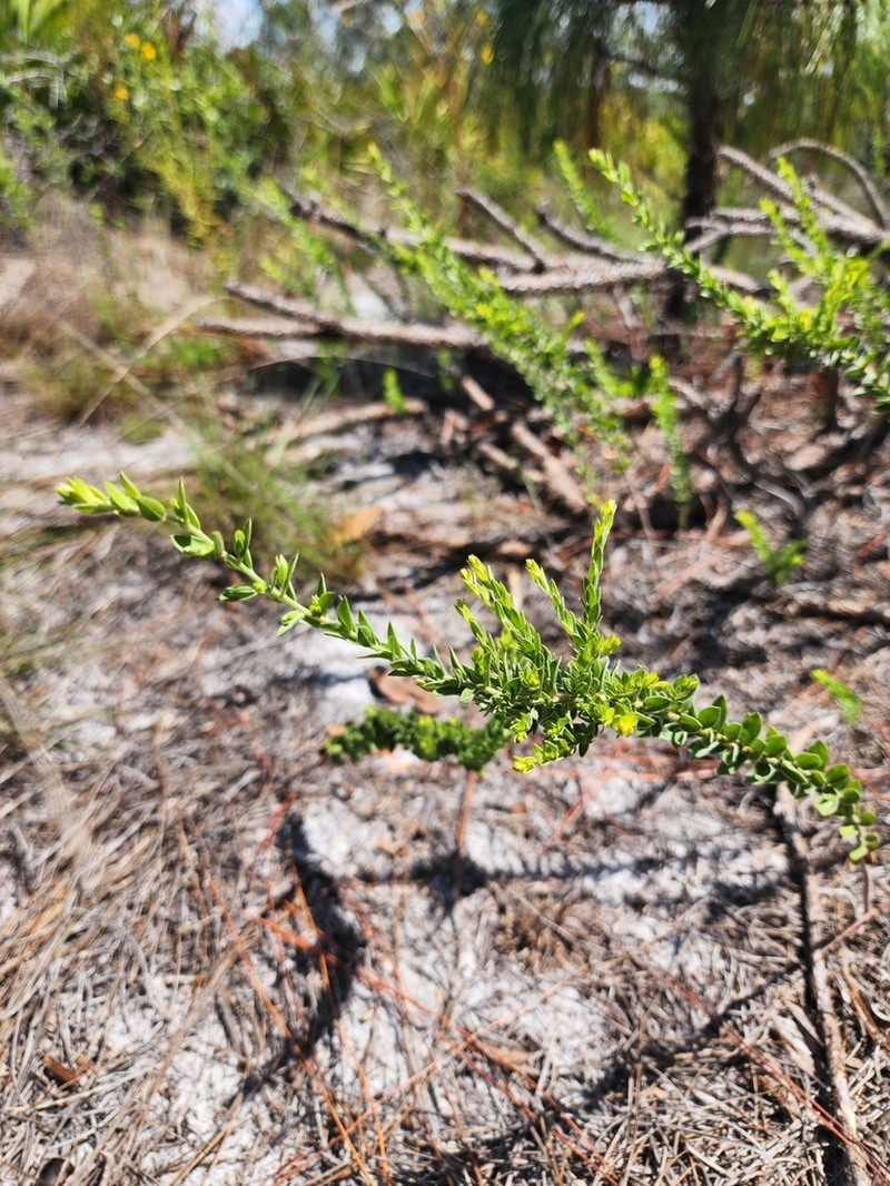 Nodding Pinweed photo 2