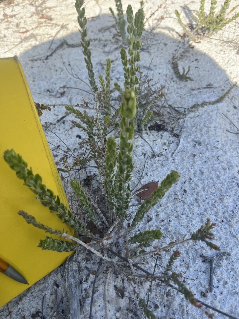 Nodding Pinweed photo 3