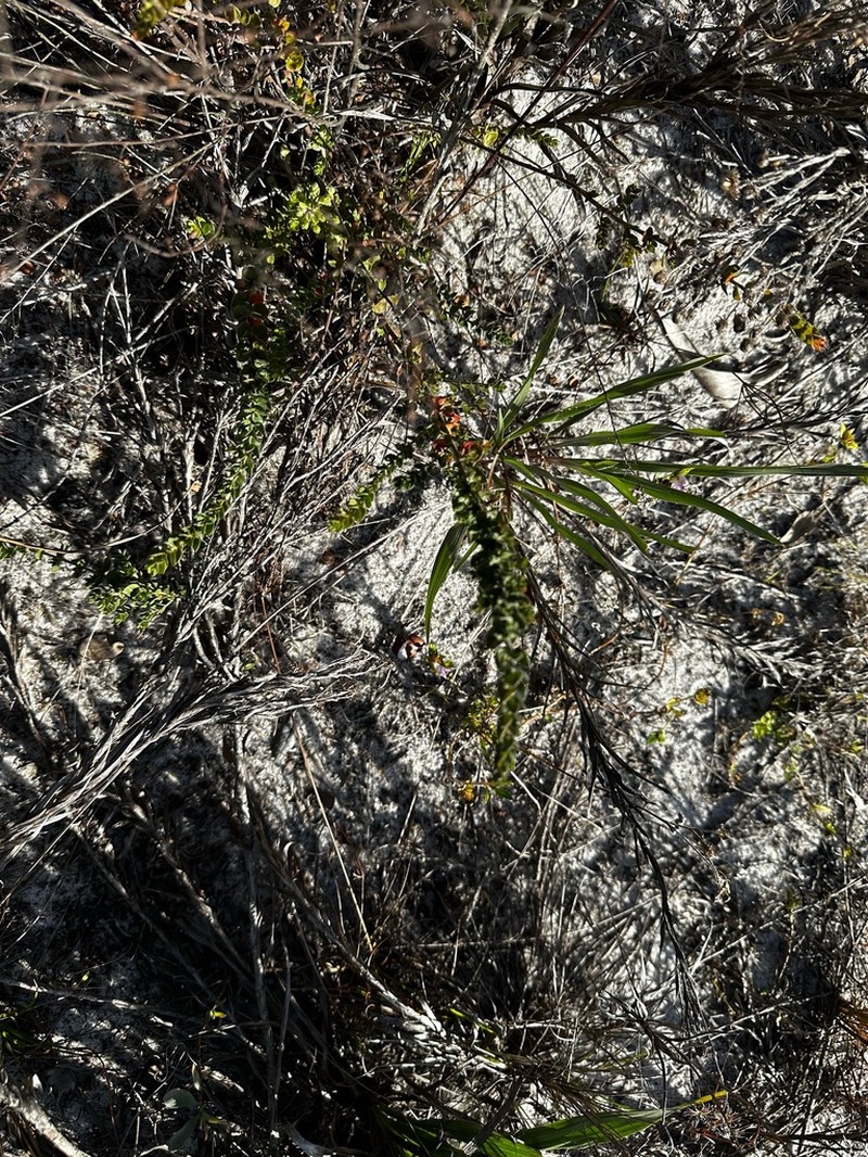 Nodding Pinweed photo 4