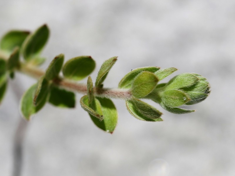 Nodding Pinweed photo 5