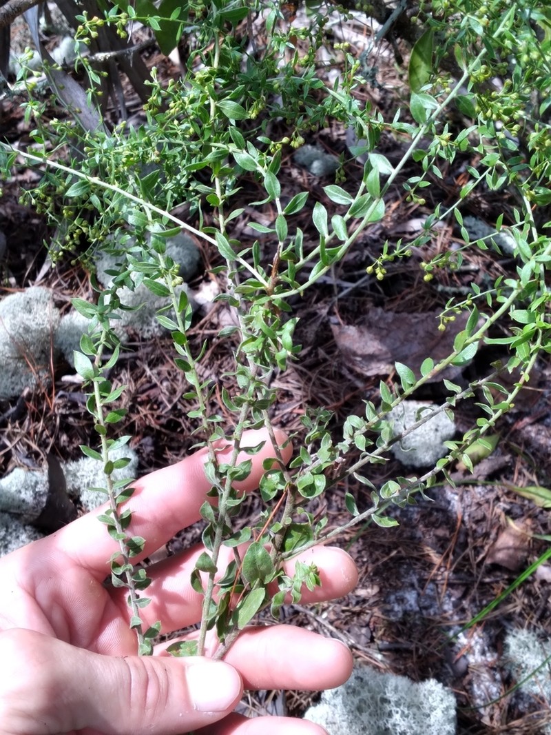 Nodding Pinweed photo 6