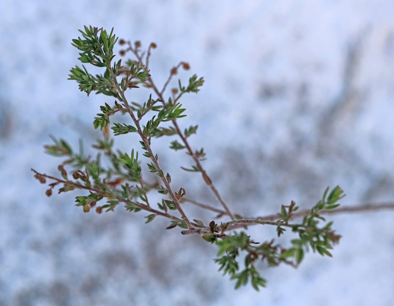 Nodding Pinweed photo 7