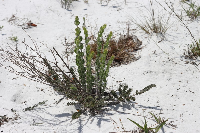 Nodding Pinweed photo 8