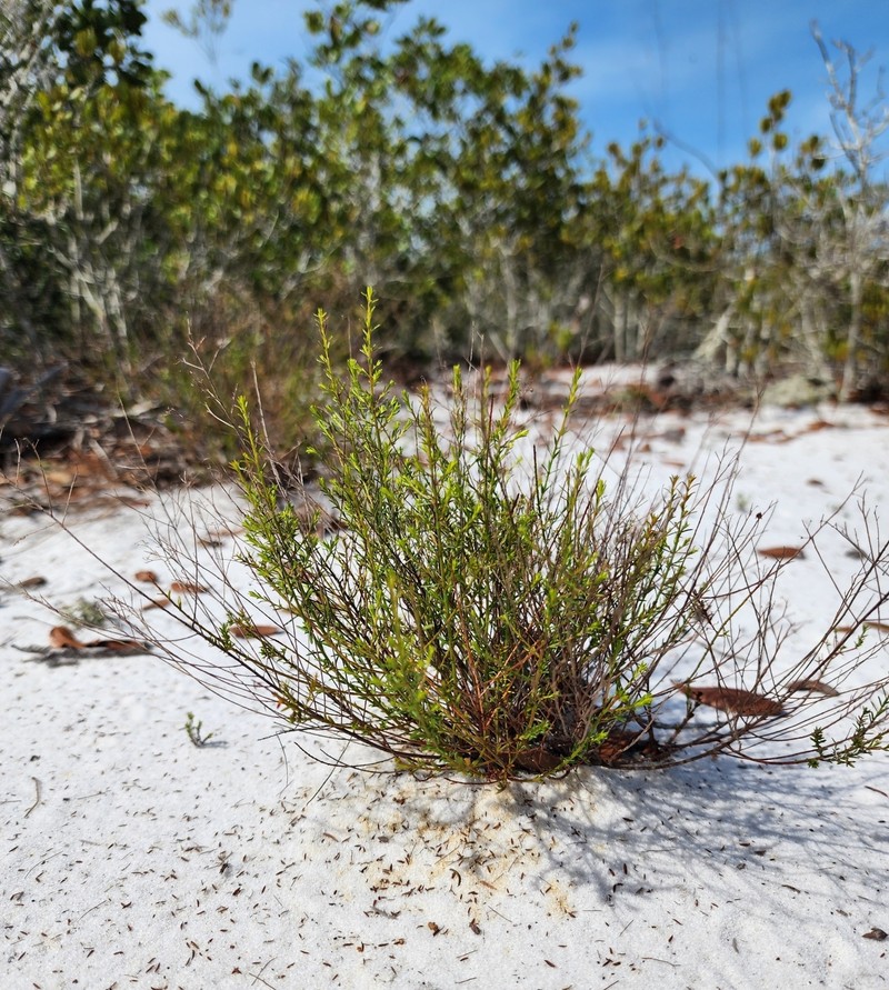 Deckert's Pinweed