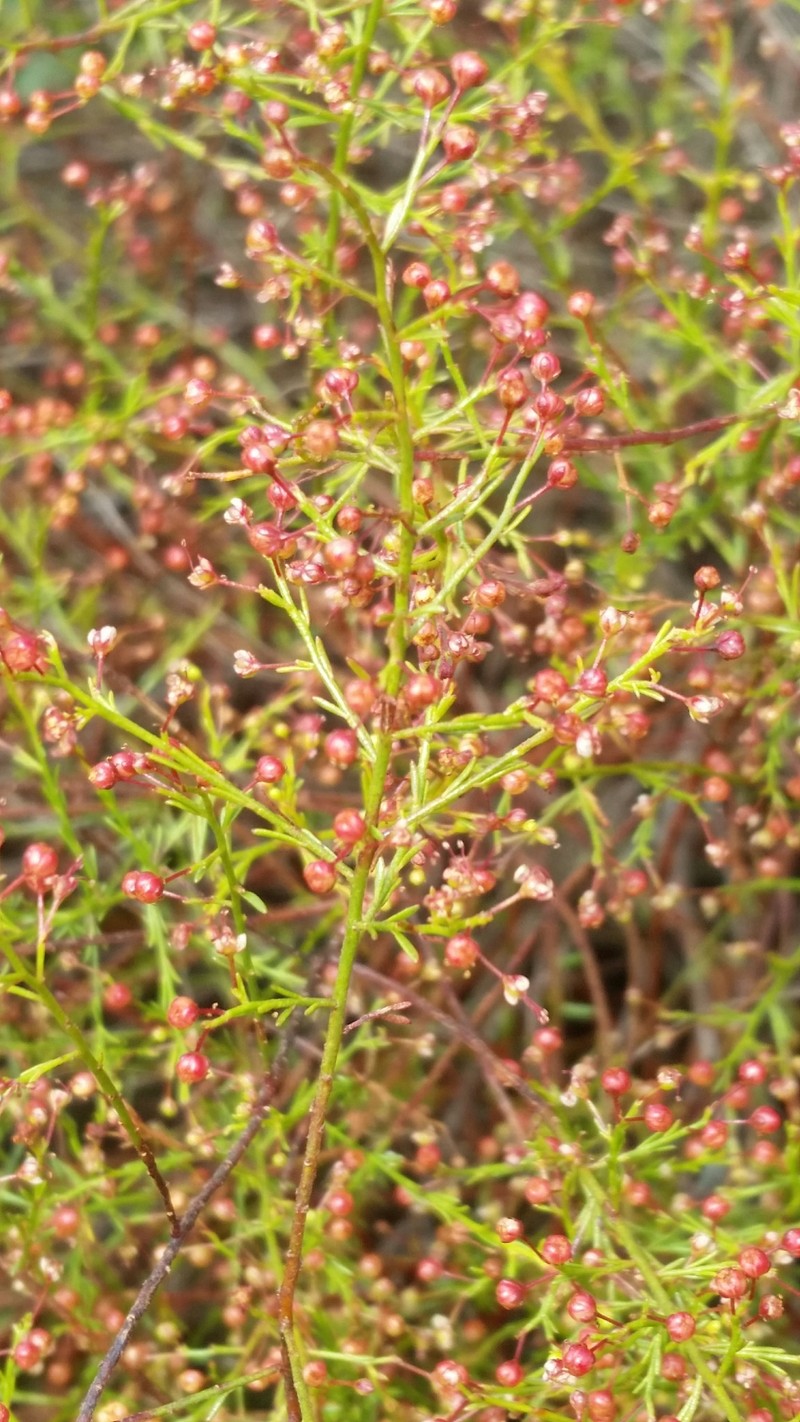 Deckert's Pinweed photo 2