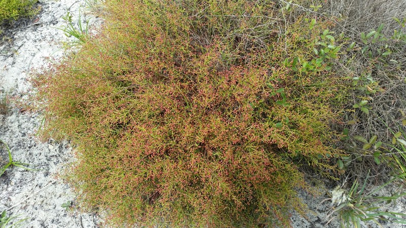 Deckert's Pinweed photo 3
