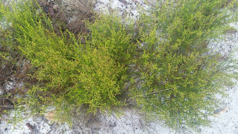Deckert's Pinweed photo 4