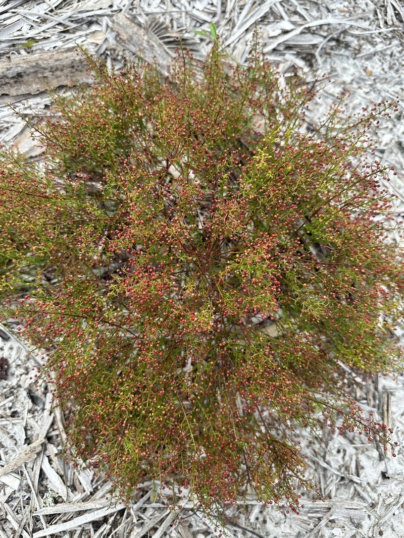 Deckert's Pinweed