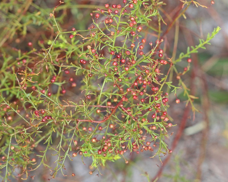 Deckert's Pinweed photo 2