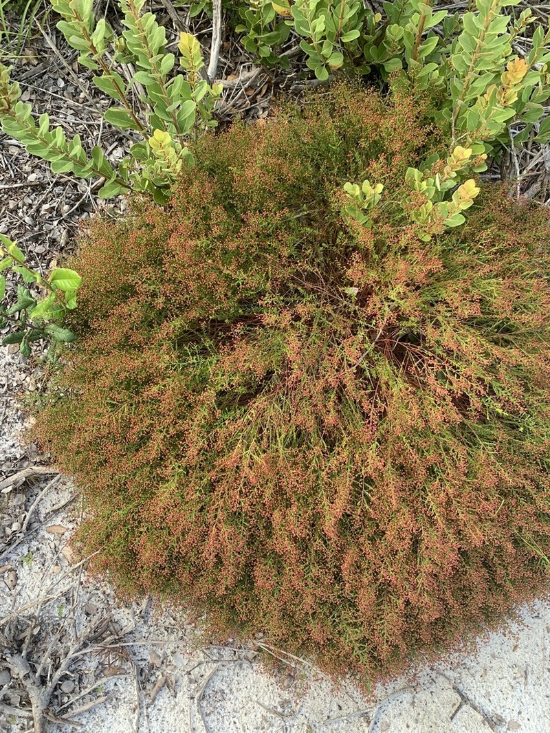 Deckert's Pinweed photo 3