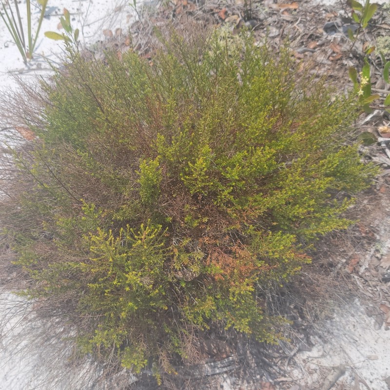 Deckert's Pinweed photo 4