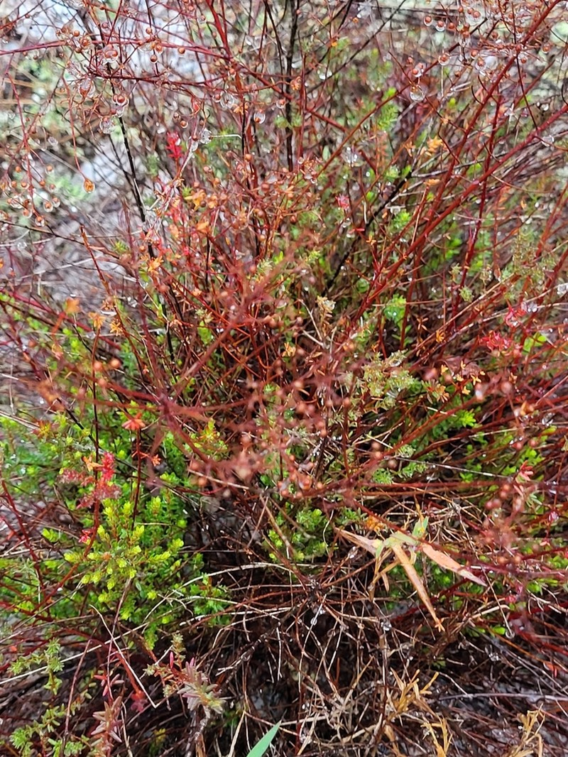 Deckert's Pinweed photo 5