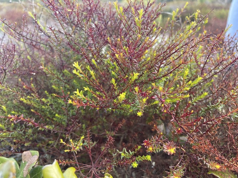 Deckert's Pinweed photo 6