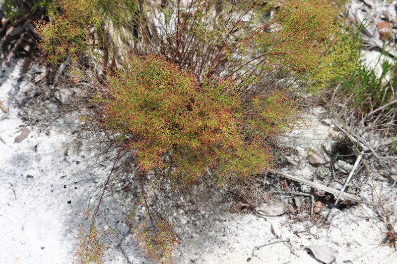 Deckert's Pinweed photo 7