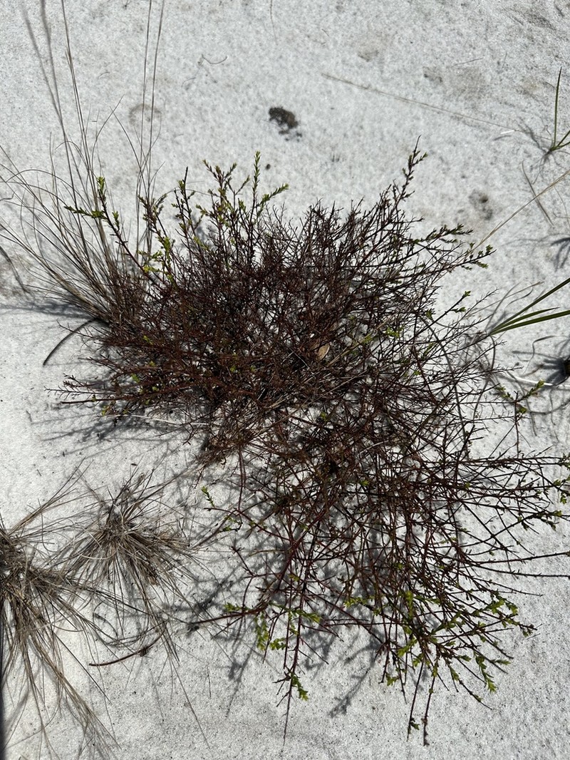 Deckert's Pinweed photo 8