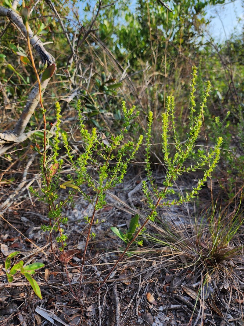 Drysand Pinweed