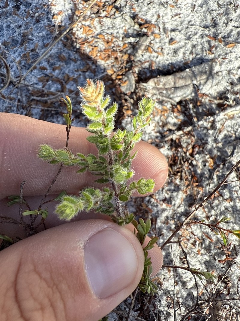 Drysand Pinweed photo 2