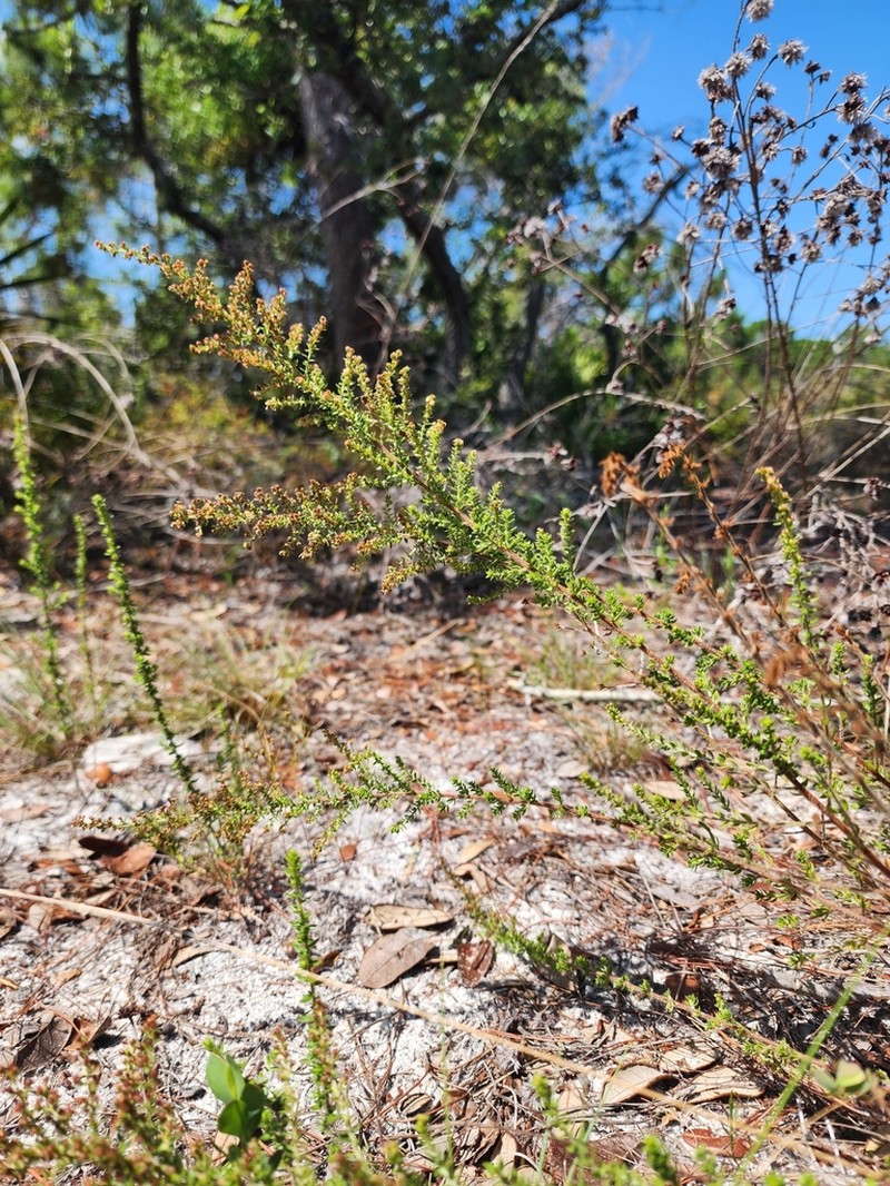 Drysand Pinweed photo 3