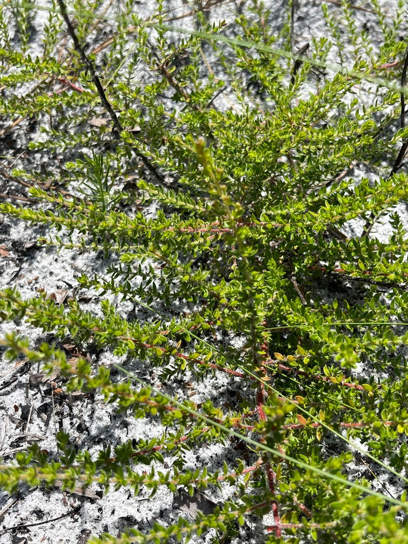Drysand Pinweed photo 4