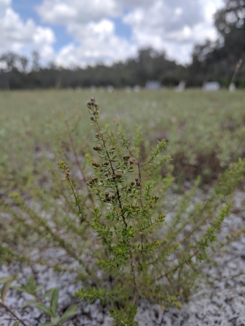 Drysand Pinweed photo 5