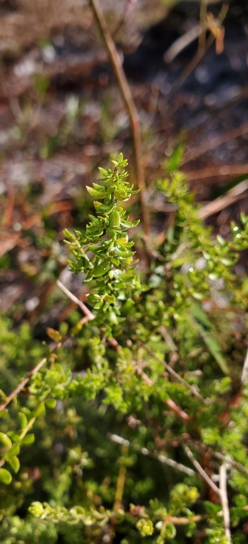 Drysand Pinweed photo 6