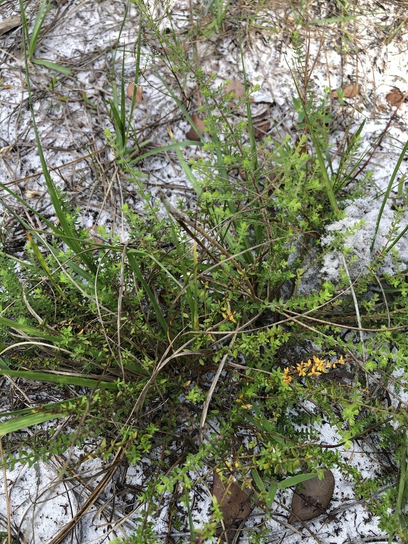 Drysand Pinweed photo 7