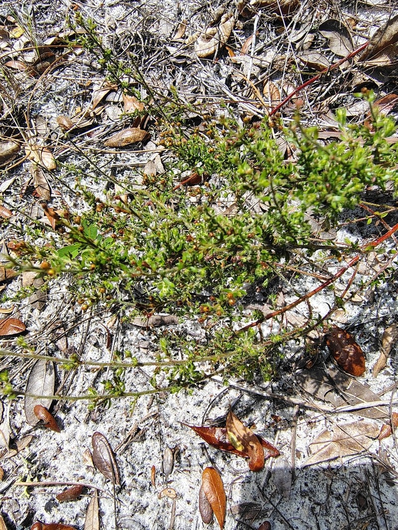 Drysand Pinweed photo 8