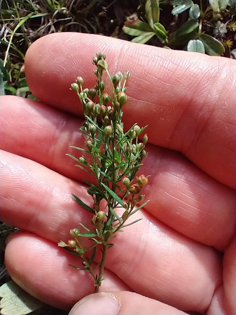 Largepod Pinweed