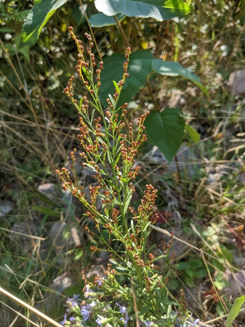 Largepod Pinweed photo 2