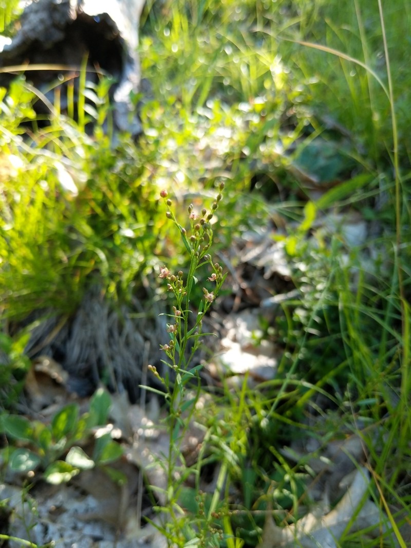 Largepod Pinweed photo 3