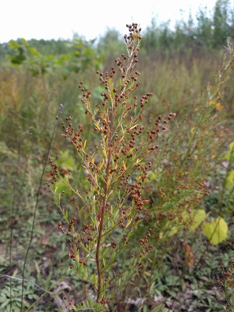 Largepod Pinweed photo 4