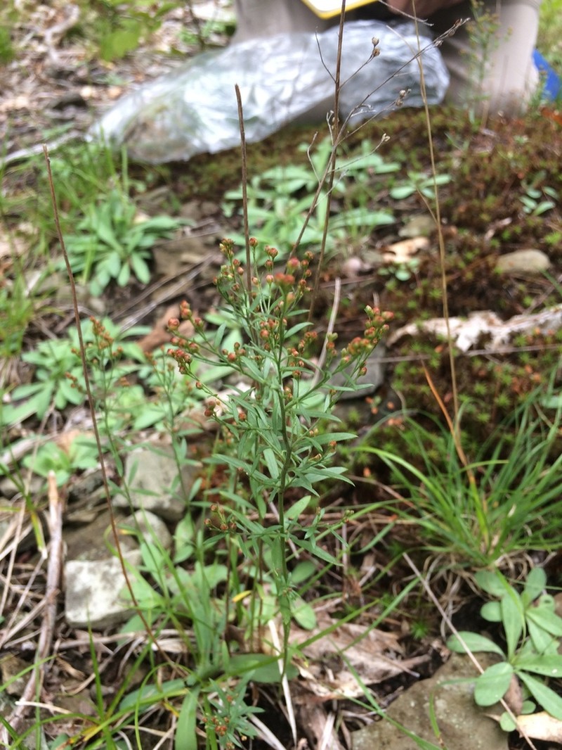 Largepod Pinweed photo 5
