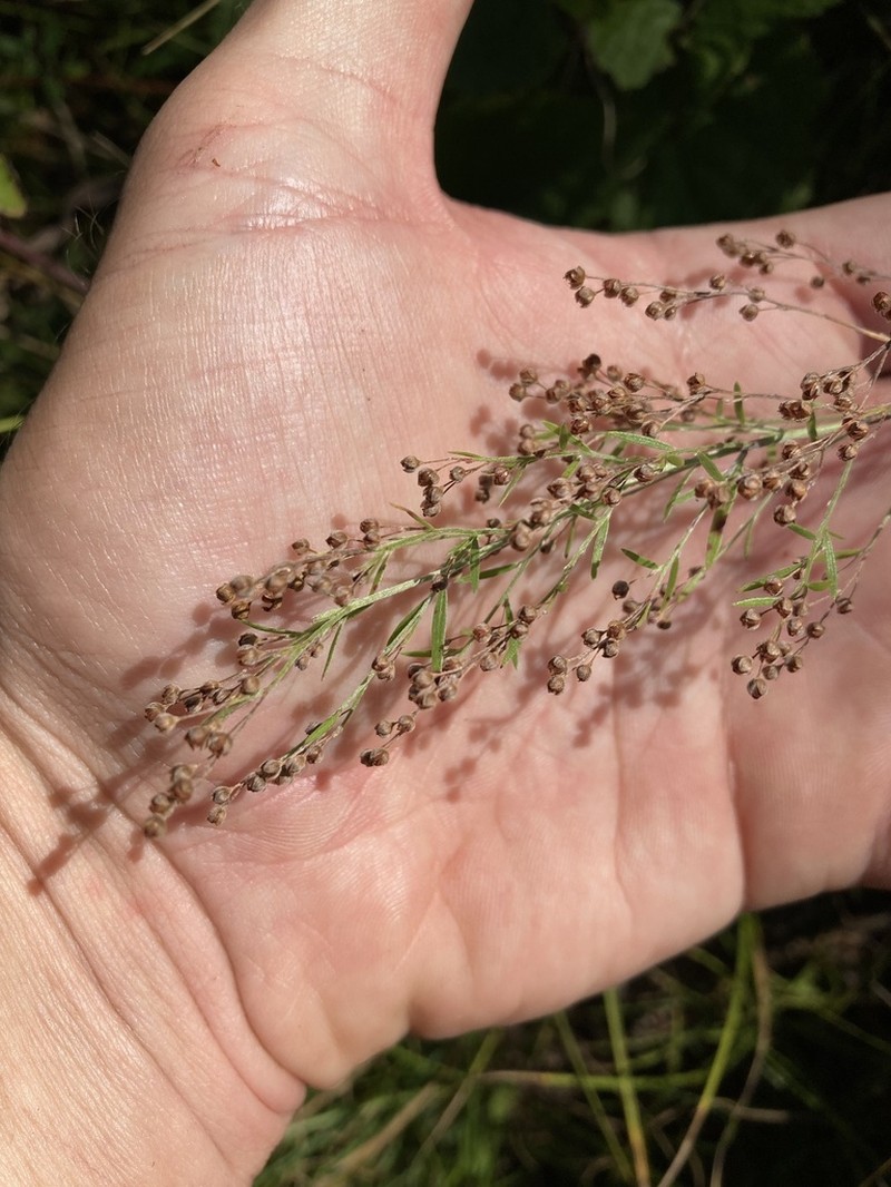 Largepod Pinweed photo 6