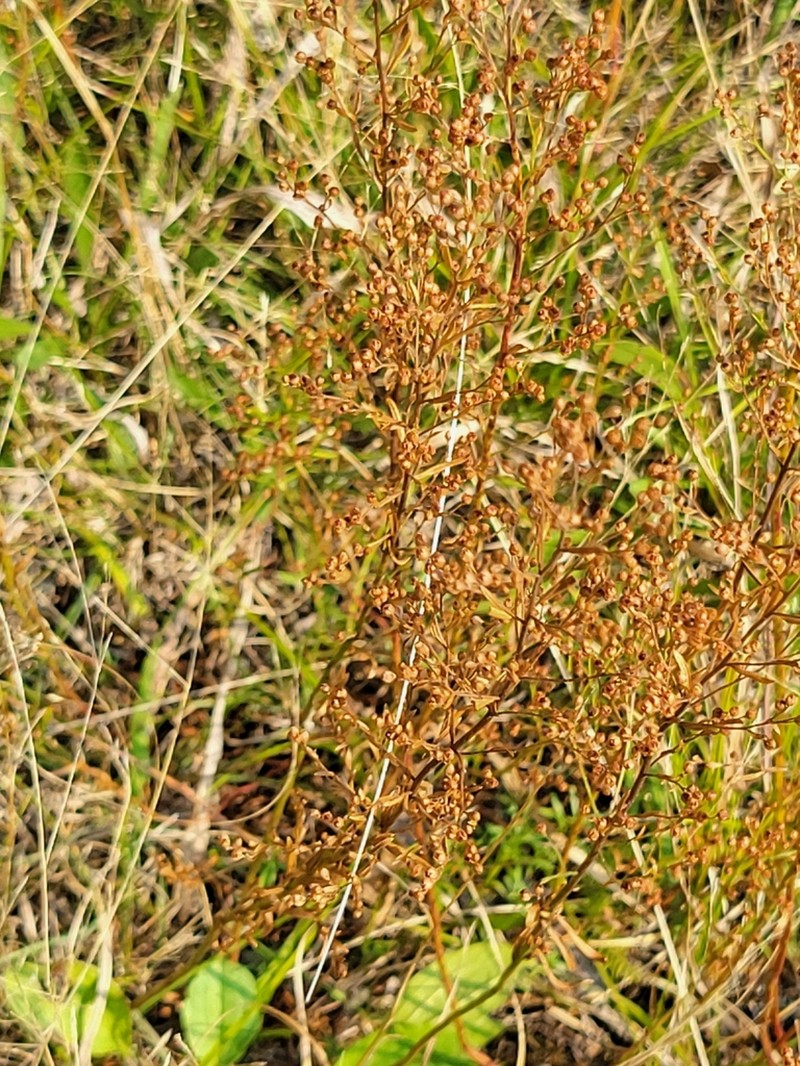 Largepod Pinweed photo 7