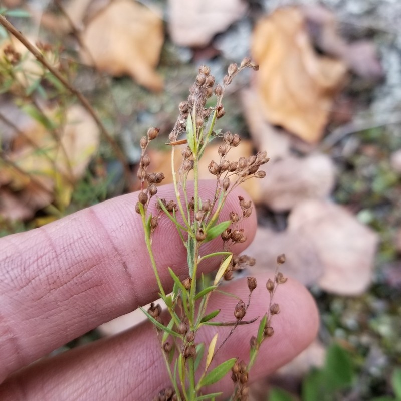 Largepod Pinweed photo 8