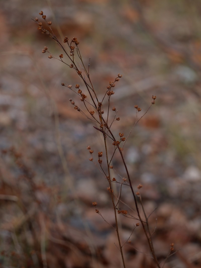 Lechea intermedia var. intermedia