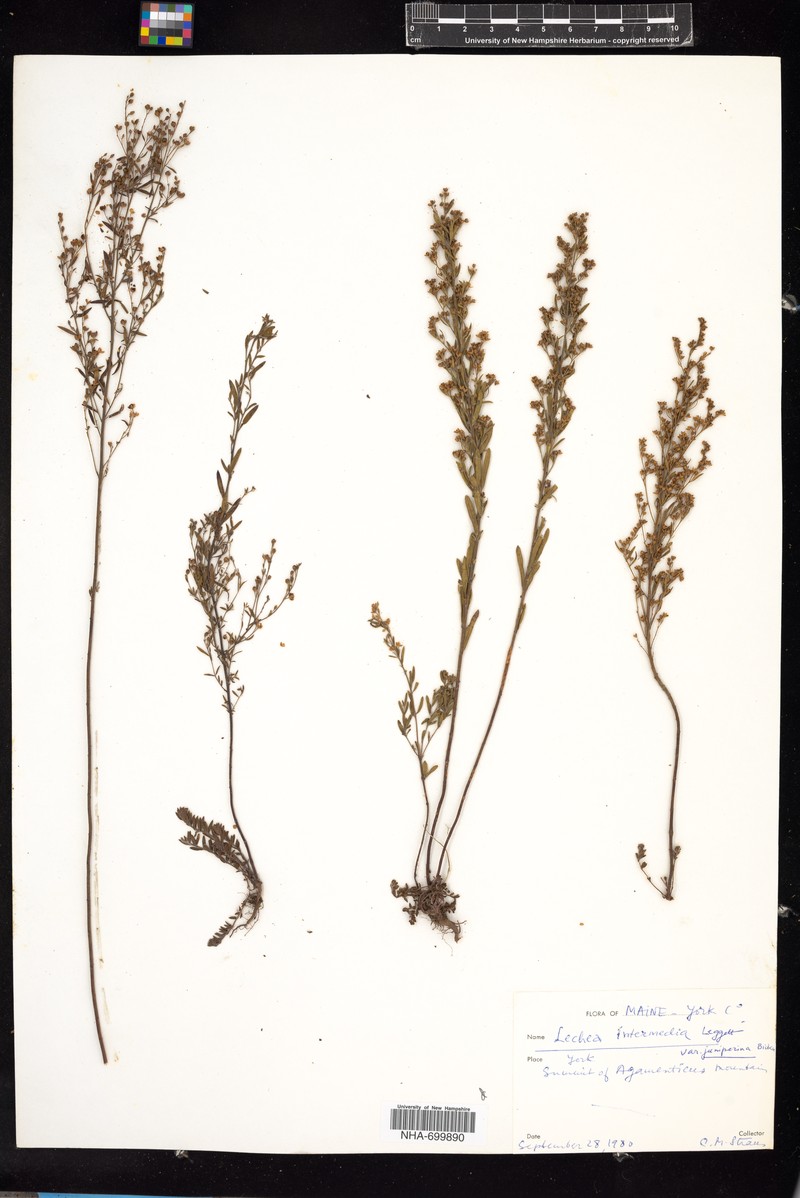 Lechea intermedia var. juniperina