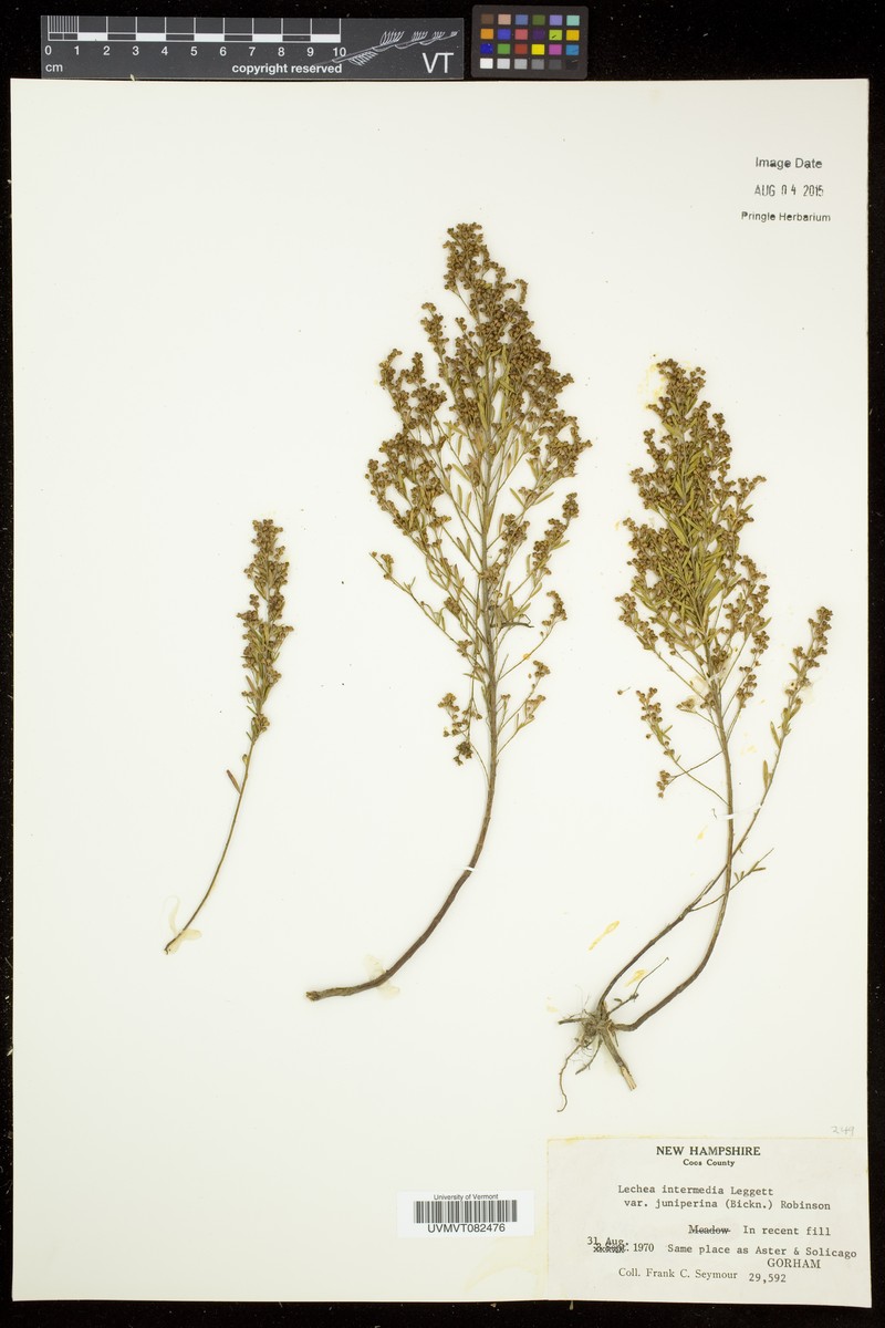 Lechea intermedia var. juniperina photo 2