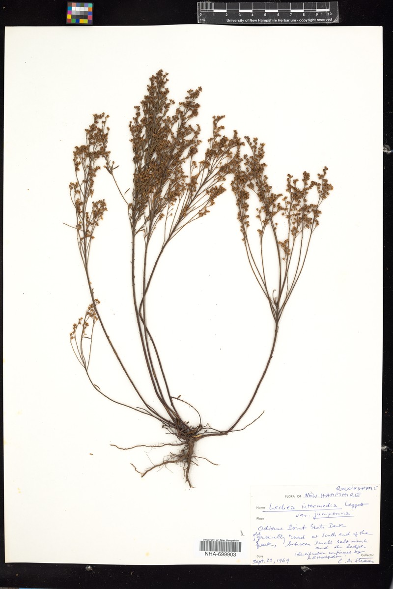 Lechea intermedia var. juniperina photo 3