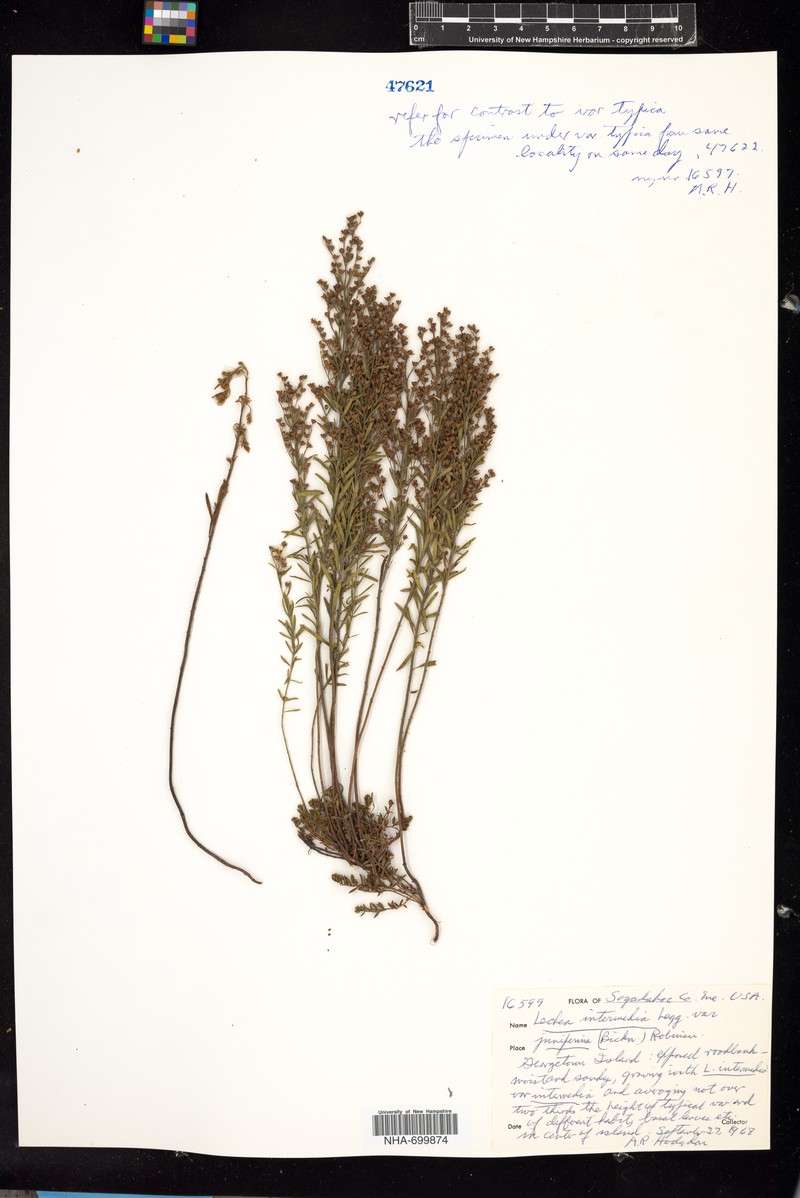 Lechea intermedia var. juniperina photo 4