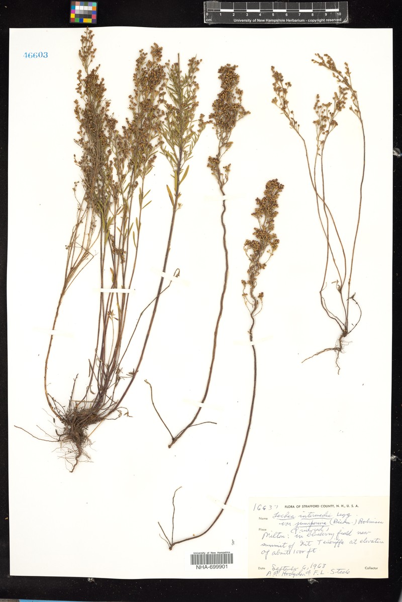 Lechea intermedia var. juniperina photo 6