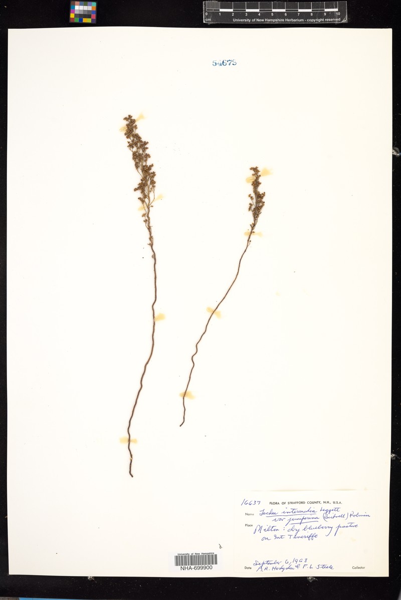 Lechea intermedia var. juniperina photo 7