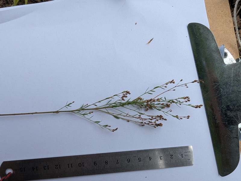 Lechea intermedia var. laurentiana