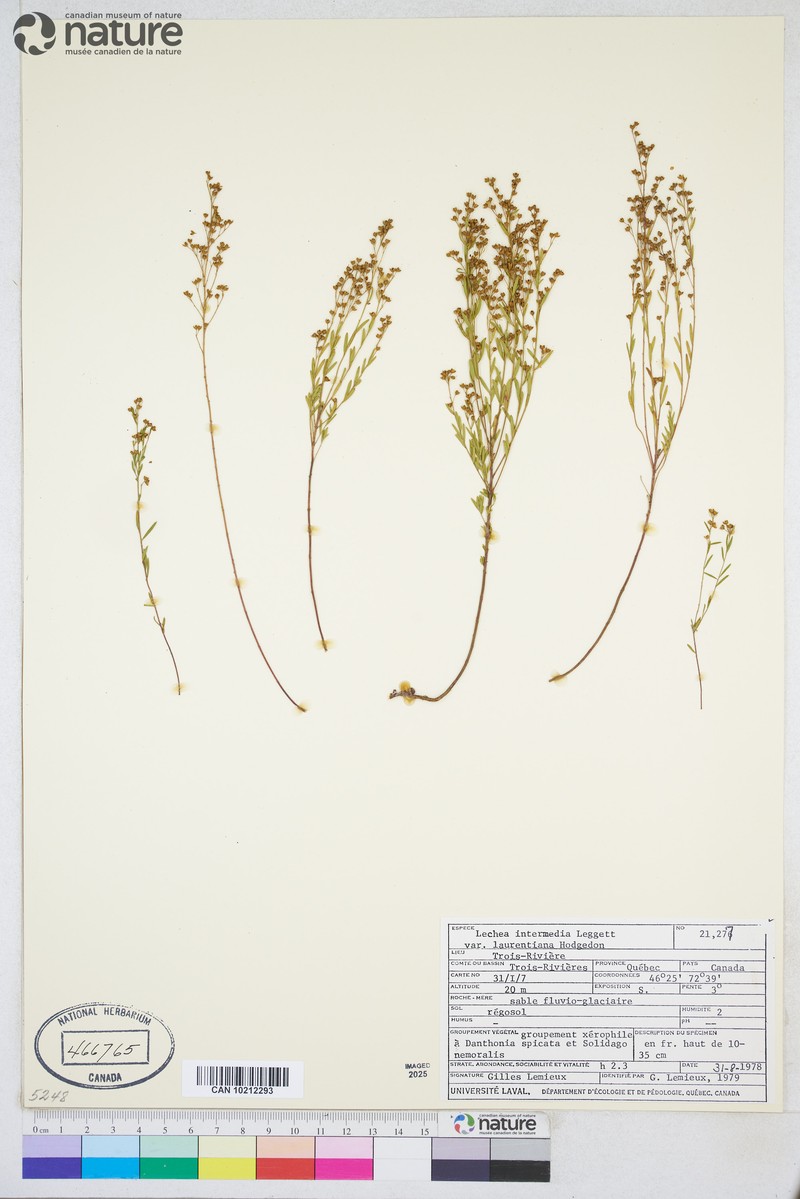 Lechea intermedia var. laurentiana photo 2