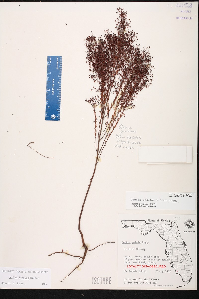 Lakela's Pinweed
