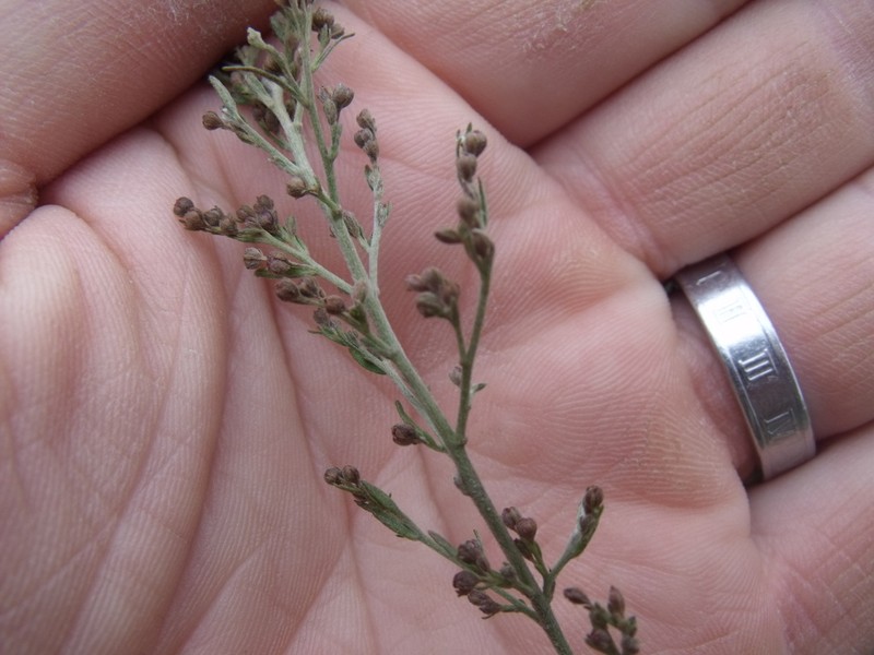 Beach Pinweed