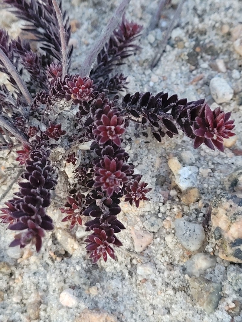 Beach Pinweed photo 2