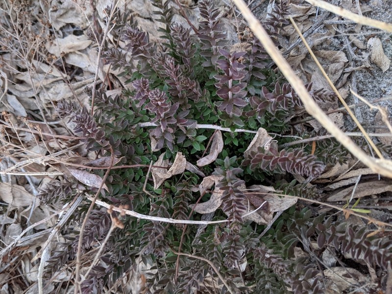 Beach Pinweed photo 3