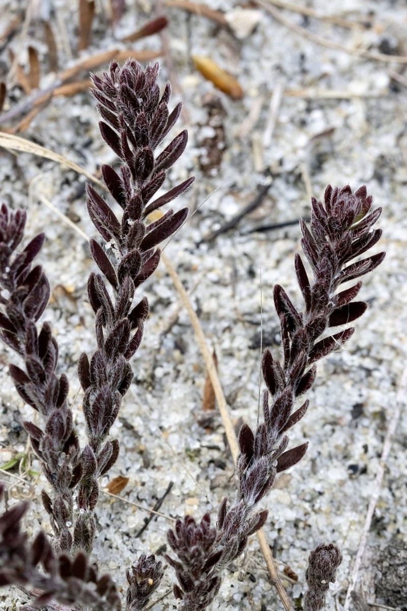 Beach Pinweed photo 4